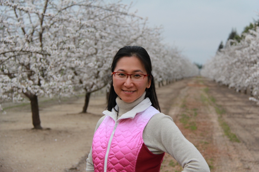 Almond Blossoms in Modesto, CA Orchards